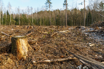 Cutting down trees. Deforestation and harvesting of wood for import. A lifeless field after cutting down trees. Forest summer landscape.