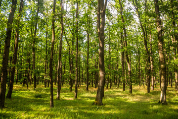 Fototapeta na wymiar Beech forest in the Czech Republic