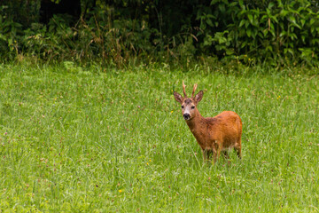 European roe deer (Capreolus capreolus) in the Czech Republic