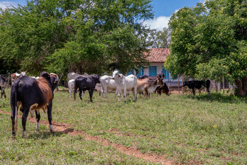 GADO NO PASTO DO NORDESTE DO BRASIL