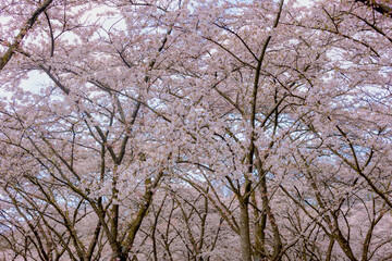 Selective focus of white pink Cherry Blossom or Sakura full bloom in the garden during the spring season, Kersenbloesempark (flower park) Cherry trees in the Amsterdamse Bos, Amstelveen, Netherlands.