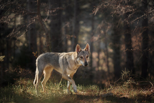 Czechoslovakian wolfdog in the forest. A beautiful dog that looks like a wolf in nature. Pet in the woods