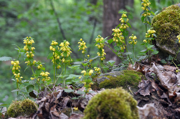 In spring, yellow deaf nettle (Lamium galeobdolon) blooms in the forest