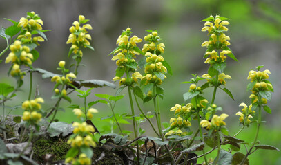 In spring, yellow deaf nettle (Lamium galeobdolon) blooms in the forest