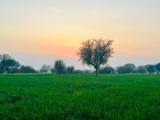 Fototapeta na wymiar sunset in the field