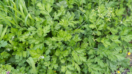 日本で生えるヨモギ