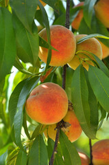 On the tree branch ripe peach fruits