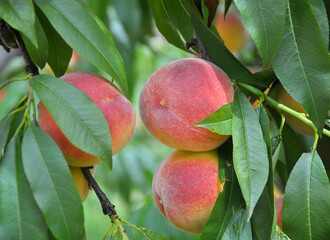 On the tree branch ripe peach fruits