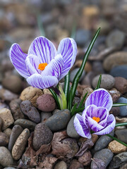 Variegated purple crocus flower closeup 