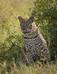 Leopard in awe