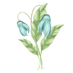 Blue flower, primrose, snowdrop, bluebell. Watercolor illustrations of spring flowers and leaves. isolated element