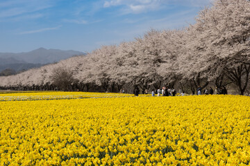 Field of flowers and cherry blossoms.