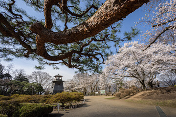 Cherry Blossoms in Numata park in Gunma, Japan.