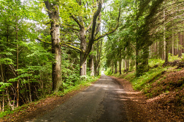 Fototapeta na wymiar Forest path near Rozmberk nad Vltavou village, Czech Republic