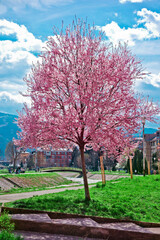 Naklejka premium cherry blossom trees