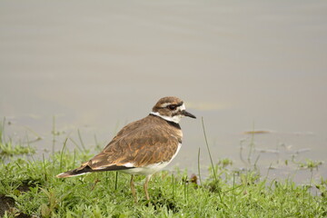 Killdeer on the shore of a pond