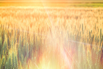 Wheat field at sunset, beautiful nature sunset landscape, rural scenery under shining sunlight