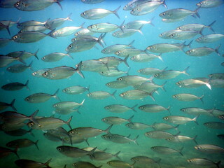 Obraz premium Costa Rica sea life