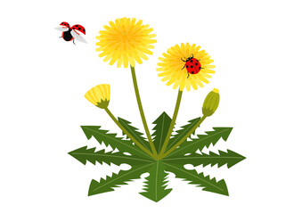 テントウムシとたんぽぽのイラスト_春イラスト  © yugashi