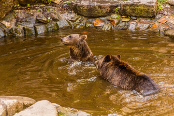 Bears in the moat of Cesky Krumlov castle, Czech Republic - obrazy, fototapety, plakaty