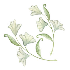 branch with white flowers, bindweed, climbing leaves, light green. hand drawing watercolor. isolated on white background. Clematis, bluebells. Branch for a bouquet, decoration for a birthday and a