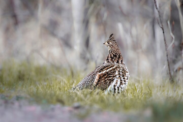 Ruffed Grouse (Bonasa umbellus) on the forest floor. In spring the male grouse will begin a courtship ritual involving drumming to draw in a mate