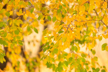 Abstract autumn seasonal background for weather forecast with selective focus and copy space