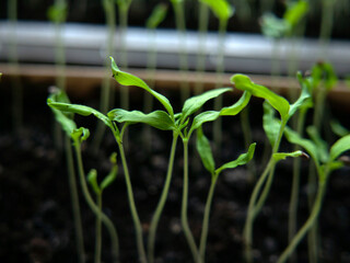 rows of young green seedlings in the ground close-up