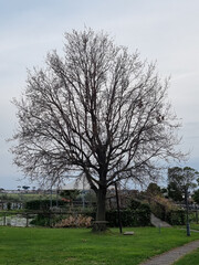 tree in the park