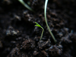 rows of young green seedlings in the ground close-up