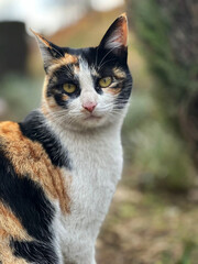 Obraz premium beautiful portrait of green eye street cat 