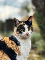 portrait of a green eye beautiful cat