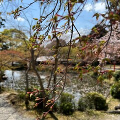 tree and pond