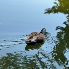 duck on the water