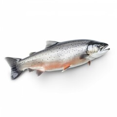 Fototapeta premium fish on a white background