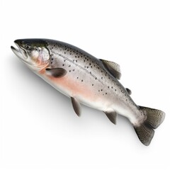 Naklejka premium trout on white background