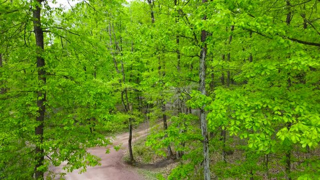 Forest. Net zero carbon or carbon neutrality concept. international day of forests.