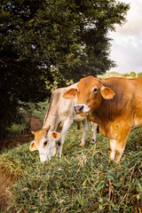 Fototapeta premium cows in the field