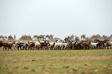 group of goats in the green nature and charming mountains
