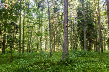 Fototapeta na wymiar View of a forest in the Czech Republic