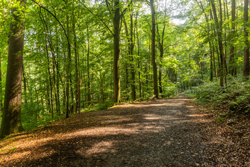 Fototapeta premium Hiking trail in a forest along Luznice river, Czech Republic