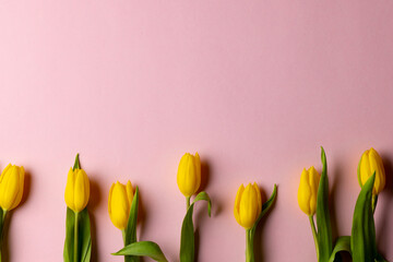 Image of yellow tulips with copy space on pink background © vectorfusionart