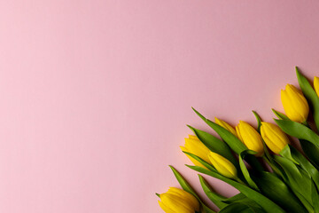 Image of yellow tulips with copy space on pink background © vectorfusionart