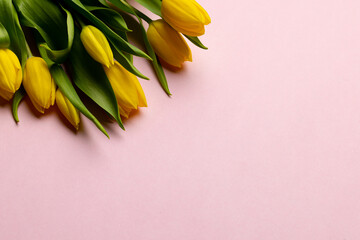 Image of yellow tulips with copy space on pink background © vectorfusionart