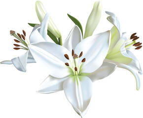 Three beautiful white lilies isolated on a white background