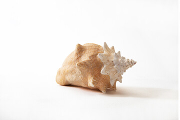Ocean shell isolated on white background