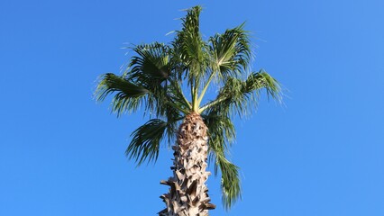 Obraz premium Palm tree against the blue sky