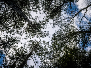 trees and sky