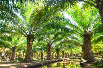 Palm tree in the palm garden with beautiful palm leaves nature and sunlight morning sun, palm oil plantation growing up farming for agriculture Asia