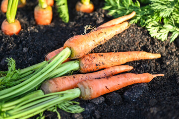 carrot on ground , fresh carrots growing in carrot field vegetable grows in the garden in the soil...